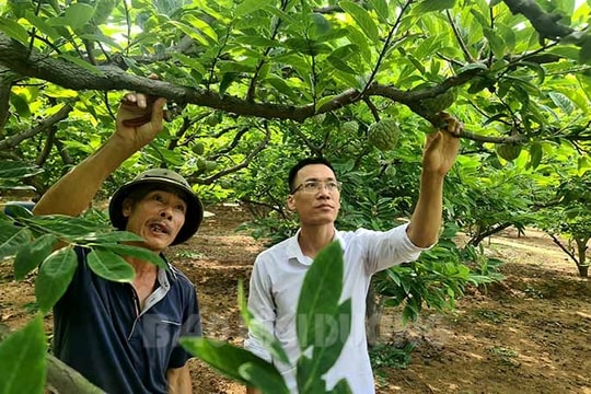 [Audio] Nâng chất lượng na Chí Linh
